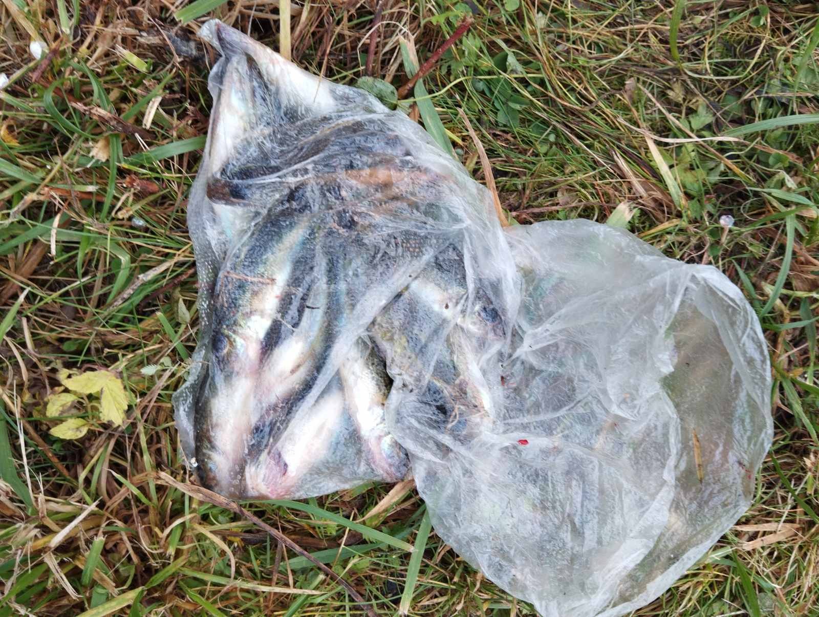 Нажмите на изображение для увеличения.  Название:	изображение_viber_2025-10-29_18-09-59-805.jpg Просмотров:	15 Размер:	480.2 Кб ID:	4540478