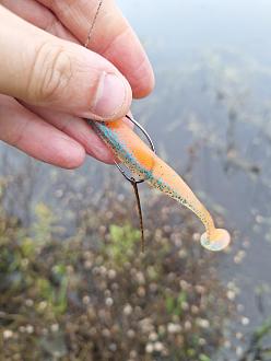 Нажмите на изображение для увеличения.  Название:	20251030_103016.jpg Просмотров:	0 Размер:	234.5 Кб ID:	4540624