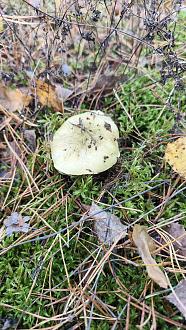 Нажмите на изображение для увеличения.  Название:	IMG_20251101_133816.jpg Просмотров:	0 Размер:	550.8 Кб ID:	4540678