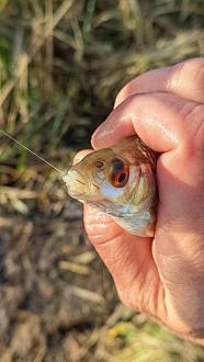 Нажмите на изображение для увеличения.  Название:	GCAM_20251101_154007_lmc_8.4.jpg Просмотров:	3 Размер:	272.7 Кб ID:	4540847