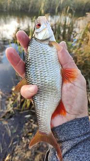 Нажмите на изображение для увеличения.  Название:	IMG20251101163750.jpg Просмотров:	2 Размер:	361.4 Кб ID:	4540851