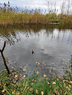 Нажмите на изображение для увеличения.  Название:	IMG_20251102_144028.jpg Просмотров:	0 Размер:	669.8 Кб ID:	4540858