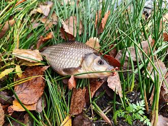 Нажмите на изображение для увеличения.  Название:	IMG_20251102_145144.jpg Просмотров:	0 Размер:	598.6 Кб ID:	4540859