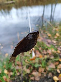 Нажмите на изображение для увеличения.  Название:	IMG_20251102_145932.jpg Просмотров:	0 Размер:	219.0 Кб ID:	4540860