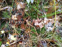 Нажмите на изображение для увеличения.  Название:	IMG_20251101_135607.jpg Просмотров:	0 Размер:	680.0 Кб ID:	4540869