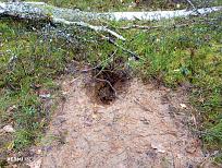 Нажмите на изображение для увеличения.  Название:	IMG_20251101_090328.jpg Просмотров:	0 Размер:	686.7 Кб ID:	4540870