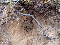 Нажмите на изображение для увеличения.  Название:	IMG_20251101_090335.jpg Просмотров:	0 Размер:	608.7 Кб ID:	4540871