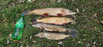 Нажмите на изображение для увеличения.

Название:	Батины щуки.jpg
Просмотров:	216
Размер:	669.2 Кб
ID:	4540928