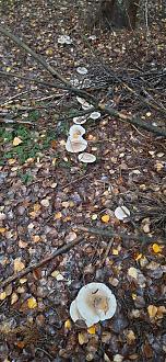 Нажмите на изображение для увеличения.

Название:	Грибы 2.jpg
Просмотров:	245
Размер:	530.4 Кб
ID:	4540932