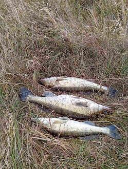 Нажмите на изображение для увеличения.

Название:	IMG-b42fd1cce20ecf13e7b7e1e43c68db2e-V.jpg
Просмотров:	16
Размер:	586.9 Кб
ID:	4541097