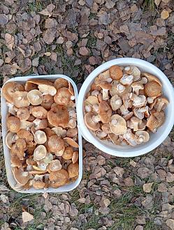 Нажмите на изображение для увеличения.

Название:	IMG_20251107_141517.jpg
Просмотров:	65
Размер:	626.7 Кб
ID:	4541167