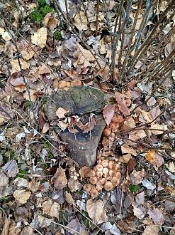 Нажмите на изображение для увеличения.  Название:	IMG_20251107_131744.jpg Просмотров:	0 Размер:	702.8 Кб ID:	4541189