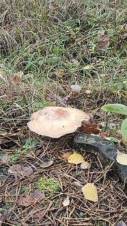 Нажмите на изображение для увеличения.

Название:	20251107_095638.jpg
Просмотров:	36
Размер:	623.8 Кб
ID:	4541235