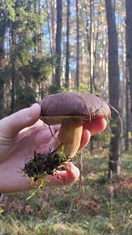 Нажмите на изображение для увеличения.

Название:	20251107_092420.jpg
Просмотров:	28
Размер:	261.4 Кб
ID:	4541236