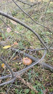 Нажмите на изображение для увеличения.

Название:	20251107_090527.jpg
Просмотров:	29
Размер:	674.2 Кб
ID:	4541242