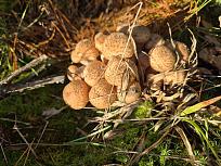 Нажмите на изображение для увеличения.  Название:	1.jpg Просмотров:	5 Размер:	522.9 Кб ID:	4541402