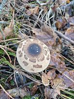 Нажмите на изображение для увеличения.  Название:	2.jpg Просмотров:	5 Размер:	475.7 Кб ID:	4541403