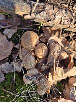 Нажмите на изображение для увеличения.  Название:	3.jpg Просмотров:	5 Размер:	447.4 Кб ID:	4541404