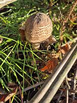 Нажмите на изображение для увеличения.  Название:	4.jpg Просмотров:	5 Размер:	439.5 Кб ID:	4541405