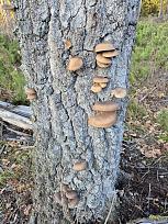 Нажмите на изображение для увеличения.  Название:	6.jpg Просмотров:	5 Размер:	657.2 Кб ID:	4541406