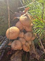 Нажмите на изображение для увеличения.  Название:	8.jpg Просмотров:	5 Размер:	358.3 Кб ID:	4541407