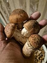 Нажмите на изображение для увеличения.  Название:	7.jpg Просмотров:	5 Размер:	318.8 Кб ID:	4541409