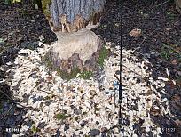 Нажмите на изображение для увеличения.

Название:	IMG_20251109_152741.jpg
Просмотров:	129
Размер:	693.9 Кб
ID:	4541421