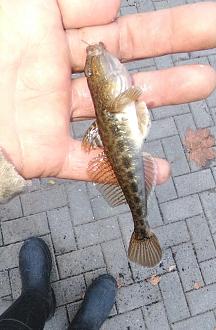 Нажмите на изображение для увеличения.

Название:	IMG_20251109_155615_edit_290321098156799.jpg
Просмотров:	154
Размер:	344.5 Кб
ID:	4541463