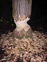 Нажмите на изображение для увеличения.

Название:	IMG_20251109_181613.jpg
Просмотров:	74
Размер:	441.2 Кб
ID:	4541485