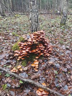 Нажмите на изображение для увеличения.

Название:	IMG_20251111_152943_023.jpg
Просмотров:	43
Размер:	682.4 Кб
ID:	4541499