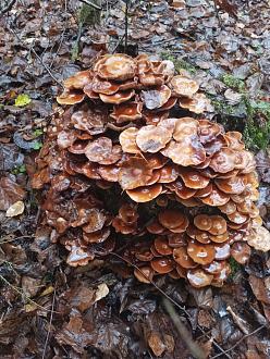 Нажмите на изображение для увеличения.

Название:	IMG_20251111_155415_518.jpg
Просмотров:	38
Размер:	548.2 Кб
ID:	4541500