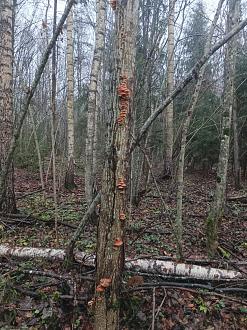 Нажмите на изображение для увеличения.

Название:	IMG_20251111_155904_729.jpg
Просмотров:	39
Размер:	650.8 Кб
ID:	4541502