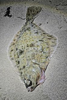 Нажмите на изображение для увеличения.  Название:	580059991_1355133633016731_4770856290612677556_n.jpg Просмотров:	0 Размер:	511.8 Кб ID:	4541569