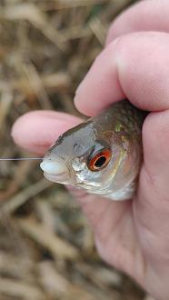 Нажмите на изображение для увеличения.

Название:	IMG20251109100153.jpg
Просмотров:	94
Размер:	192.5 Кб
ID:	4541573