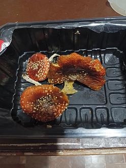 Нажмите на изображение для увеличения.  Название:	IMG_20251115_002710_405.jpg Просмотров:	0 Размер:	336.1 Кб ID:	4541804