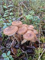 Нажмите на изображение для увеличения.

Название:	2.jpg
Просмотров:	64
Размер:	463.1 Кб
ID:	4541969