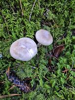 Нажмите на изображение для увеличения.

Название:	3.jpg
Просмотров:	64
Размер:	469.5 Кб
ID:	4541970