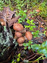 Нажмите на изображение для увеличения.

Название:	6.jpg
Просмотров:	64
Размер:	509.3 Кб
ID:	4541972