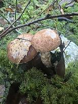 Нажмите на изображение для увеличения.

Название:	10.jpg
Просмотров:	69
Размер:	370.4 Кб
ID:	4541976