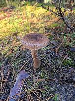 Нажмите на изображение для увеличения.

Название:	11.jpg
Просмотров:	65
Размер:	521.0 Кб
ID:	4541977