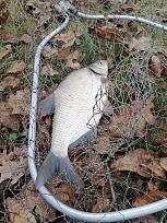 Нажмите на изображение для увеличения.

Название:	IMG_20251108_133244.jpg
Просмотров:	123
Размер:	673.1 Кб
ID:	4542049