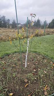 Нажмите на изображение для увеличения.

Название:	20251120_114814.jpg
Просмотров:	77
Размер:	644.6 Кб
ID:	4542218