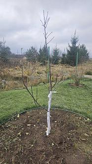 Нажмите на изображение для увеличения.

Название:	20251120_114826.jpg
Просмотров:	74
Размер:	619.3 Кб
ID:	4542220