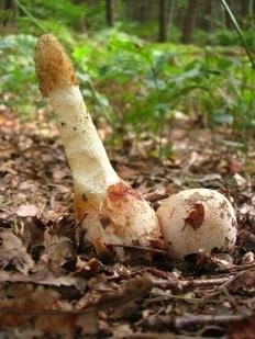 Нажмите на изображение для увеличения.

Название:	Phallus-impudicus_02.jpg
Просмотров:	435
Размер:	25.8 Кб
ID:	4542423