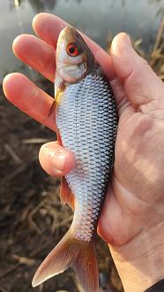 Нажмите на изображение для увеличения.

Название:	IMG20251122160231.jpg
Просмотров:	176
Размер:	285.7 Кб
ID:	4542464