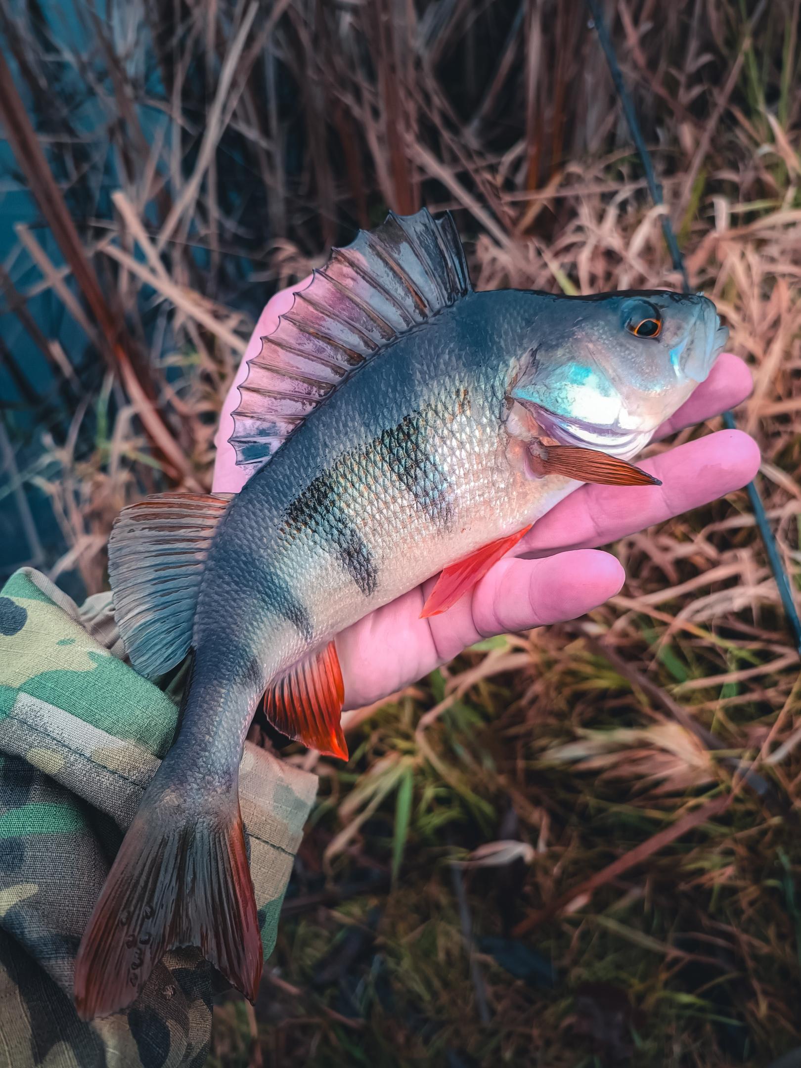 Нажмите на изображение для увеличения.

Название:	IMG_20251121_094006.jpg
Просмотров:	413
Размер:	414.7 Кб
ID:	4542493