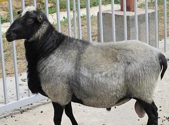 Нажмите на изображение для увеличения.

Название:	baran-romanovskoj-porody-520.jpg
Просмотров:	25
Размер:	57.0 Кб
ID:	4543301