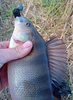 Нажмите на изображение для увеличения.

Название:	IMG_20251205_173128.jpg
Просмотров:	245
Размер:	429.3 Кб
ID:	4543346