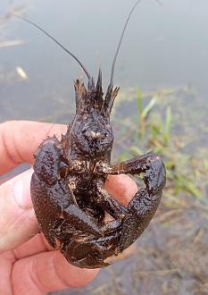 Нажмите на изображение для увеличения.

Название:	IMG_20251205_173419.jpg
Просмотров:	229
Размер:	238.4 Кб
ID:	4543347