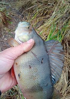 Нажмите на изображение для увеличения.

Название:	IMG_20251205_173443.jpg
Просмотров:	236
Размер:	453.8 Кб
ID:	4543350